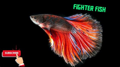 Fighter Fish Youtube