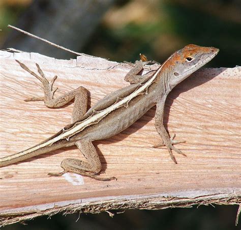 Garden Lizards Were Beautiful Too Florida Gecko Lizard Lizard