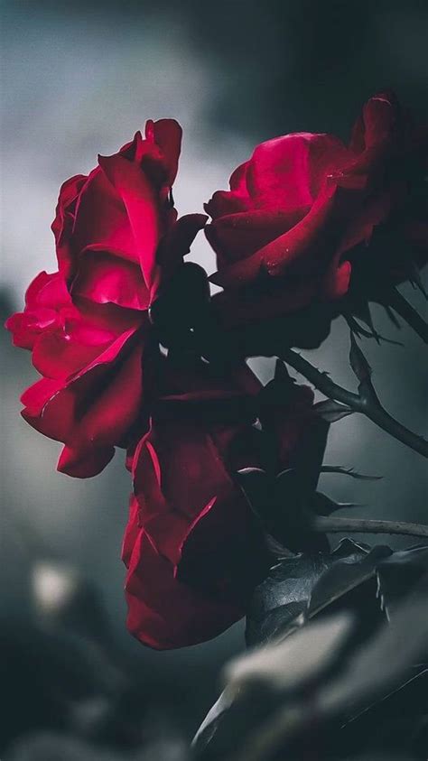 Dilarademmiir adlı kullanıcının roses panosundaki Pin Çiçek Resim Duvar kağıtları in