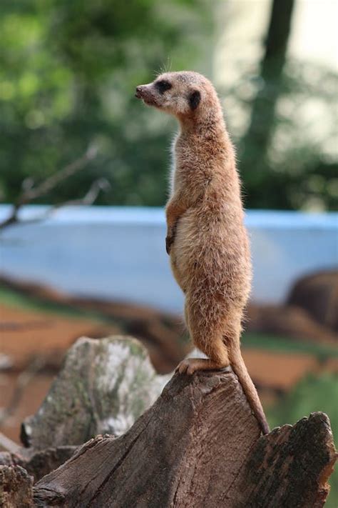 Two Brown Meerkats Near Green Plants Selective Focus Photography · Free