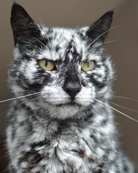 He might've also given these critters their depending on the individual, it can look brown, golden, charcoal gray, silvery — or even whitish. Un chat noir atteint de vitiligo