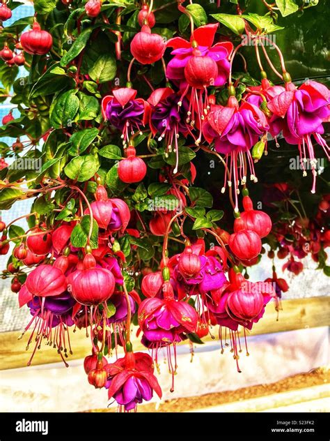 Trailing Fuchsia Hi Res Stock Photography And Images Alamy