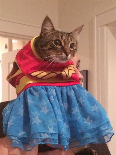 This Is What Happens When You Dress Your Cat In A Halloween Costume