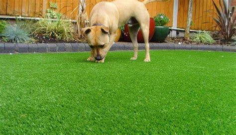 Please follow this link for more. Artificial Grass For Dogs Benefits & Buying Guide - The ...