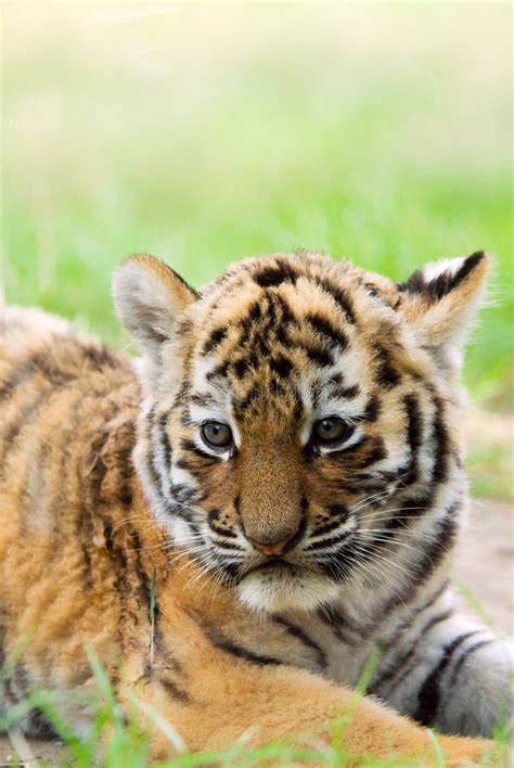 Cute Siberian Tiger Cub Stock Photo Image Of Captivity 6054538