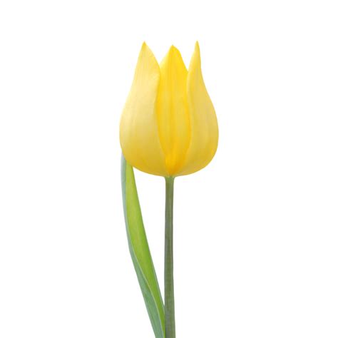 Tulipán Amarillo Png 9887114 Png