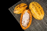 "Cacau" (Theobroma cacao), native fruit from amazon rainforest – Food Tank
