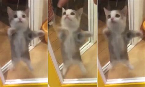 Kitten Bounces For Joy Balancing Giving Its Owner A Welcome Home