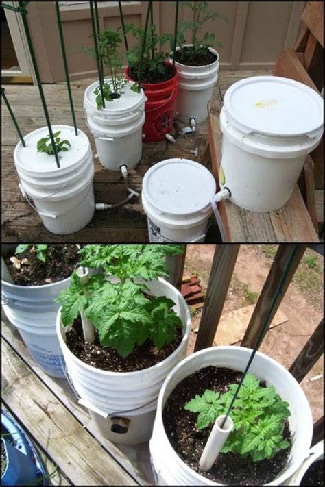 Make Tomato Gardening Easy By Building This 5 Gallon Self Watering