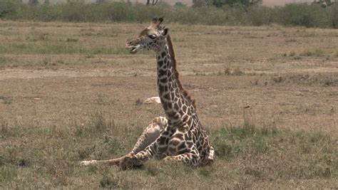 Baby Giraffe Falling A Sleep As It Is Laying Down Stock Footage Video