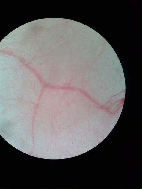 Loose Areolar Connective Tissue Howmed