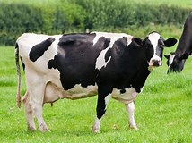 Image result for Holstien cow milking