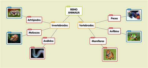 34 Mapa Conceptual Del Reino Animal Con Sus Caracteristicas Tips The Images