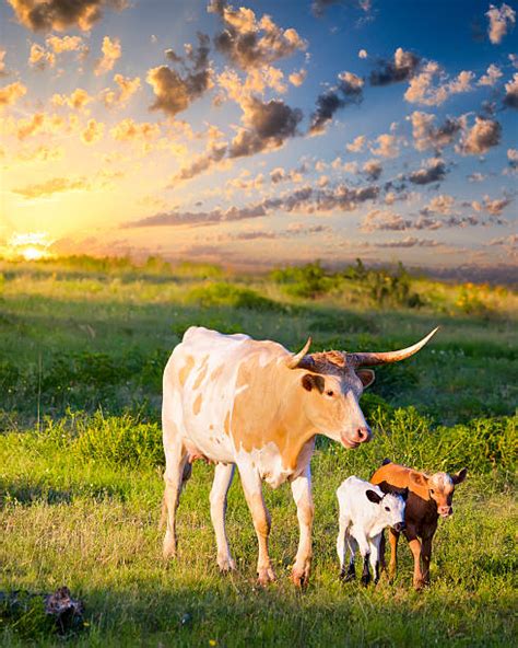 Royalty Free Texas Longhorn Cattle Pictures Images And Stock Photos