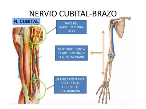 Nervio Cubital ¿qué Es Función Anatomía Recorrido Y Mucho Más