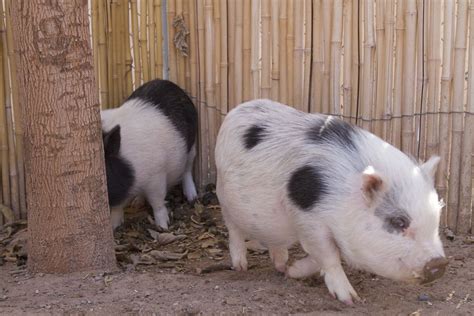 Tiny Pot Bellied Pigs Chris Will Find These Adorable Pet Pigs Baby