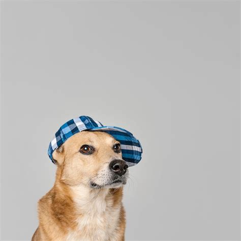 Free Photo Cute Dog Wearing Hat