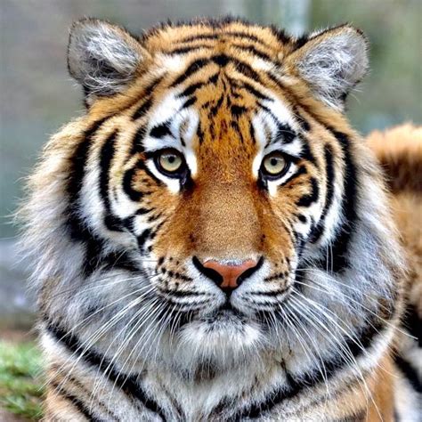 Tiger Face Stock Photos Pictures And Royalty Free Images Istock