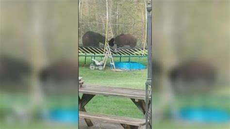 Two Black Bears Caught Wrestling On Backyard Trampoline In Coquitlam B