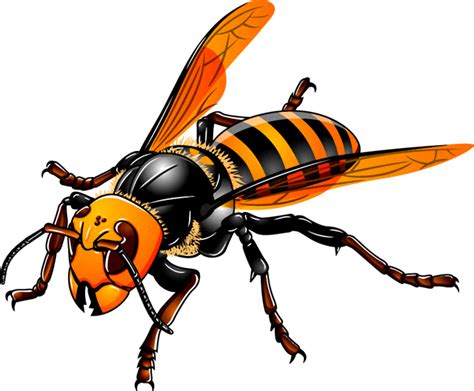スズメバチのイラスト｜蜂｜昆虫｜素材のプチッチ