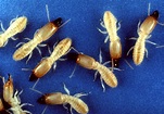 5 Types of Termites and How to Identify Them | Breda Pest Management