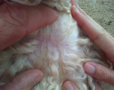 Hair Loss In Angora Goats