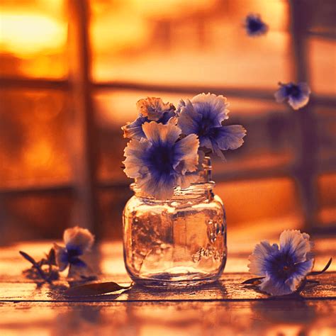 Flowers Behind Glass Wallpaper Wallpaper Sun