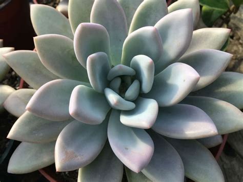How to water indoor succulents. Graptoveria 'Opalina' | World of Succulents