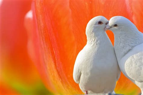 Two Loving White Doves And Butterfly Orchid Flower — Stock Photo