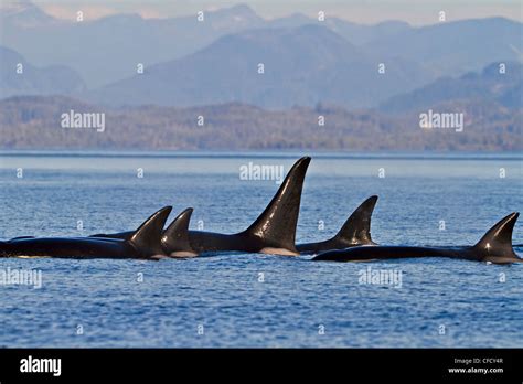 Killer Whales Orcinus Orca Off Malcolm Island Near Donegal Head In