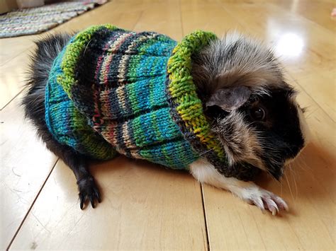 Knit An Easy Guinea Pig Sweater With My Latest Pattern Knithacker