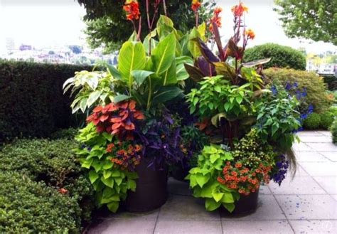 Best Container Gardening Ideas With Canna Lilies Flower 25 Best