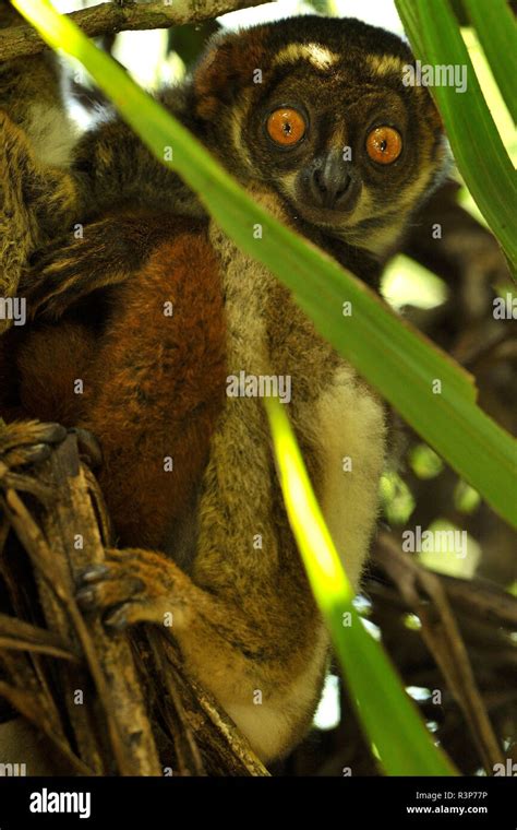 Eastern Woolly Lemur Hi Res Stock Photography And Images Alamy