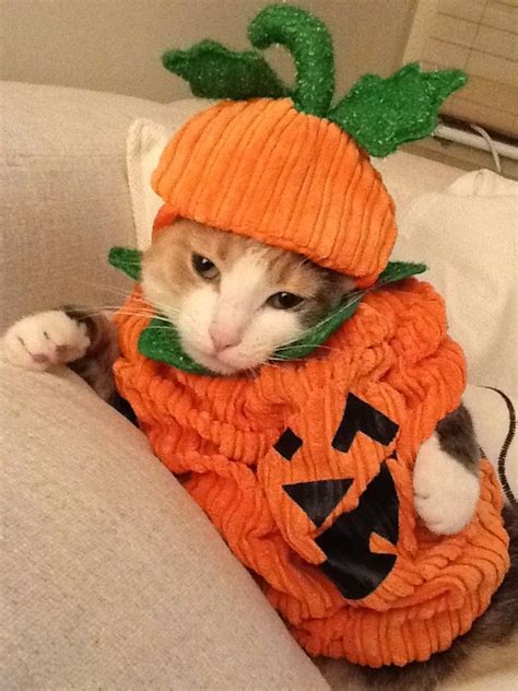 Kitty Pumpkin Catsfunny Funnycats Lolcats Pet Halloween Costumes Cat Halloween Costume