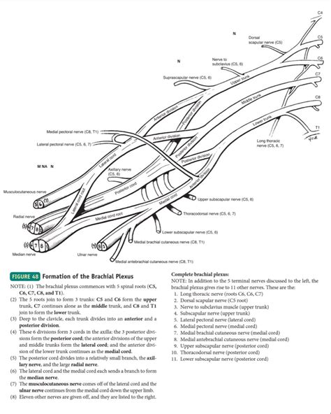 Plexus Brachial Regional Plexus Products Atlas Anatomy Diagram