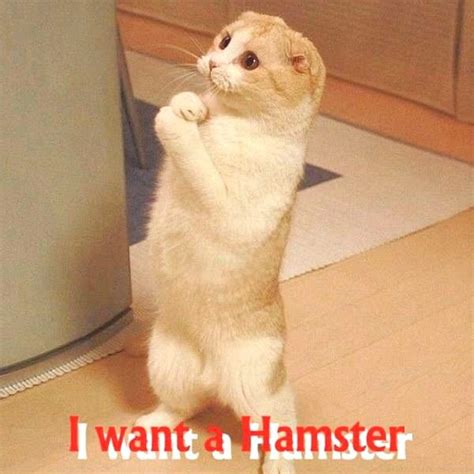 Quotes About Hamsters Quotesgram