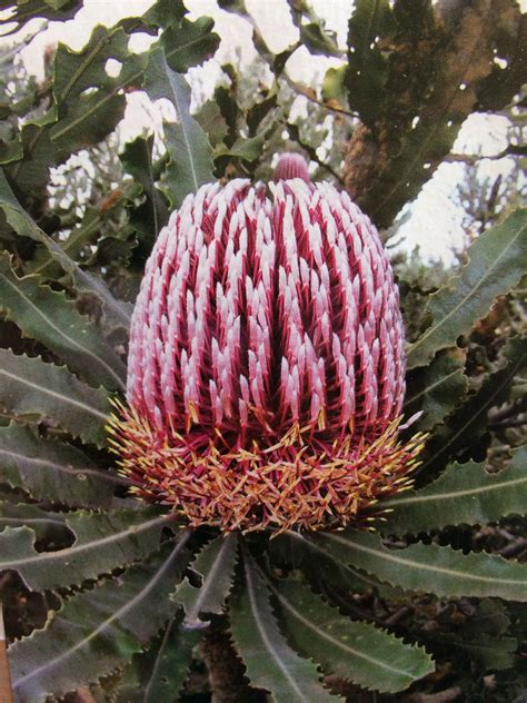 Pin On Banksia Australias Flower