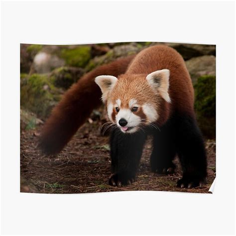 Red Panda Poster For Sale By Simonmarsden Redbubble