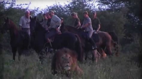Lion Vs Horses The Most Epic Safari Experience Caught On Camera Youtube