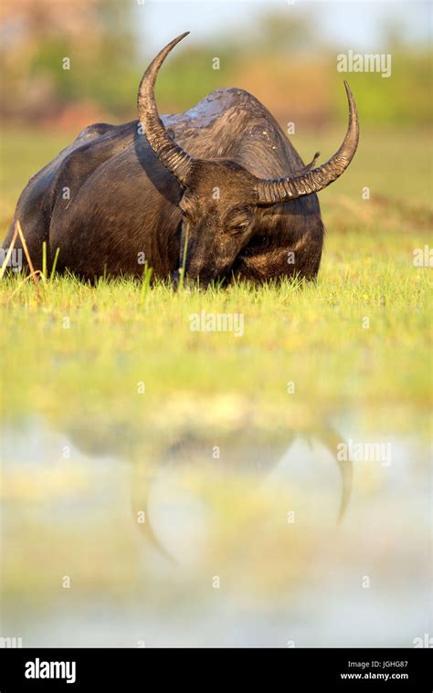 Buffalo Asiatic Water Buffalo Bubalus Bubalis Buffle Deau Water