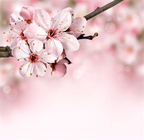 무료 이미지 자연 분기 보케 꽃잎 여름 꽃 무늬의 식품 봄 생기게 하다 담홍색 플로라 벚꽃 작은 가지