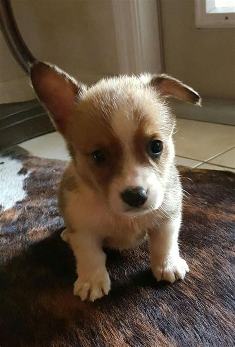 Their colours are a product of breeding a cardigan welsh corgi to a. Pembroke Welsh Corgi Puppies For Sale | Rooseveltown, NY ...