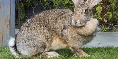 The Giant Flemish Rabbit Rabbits Life