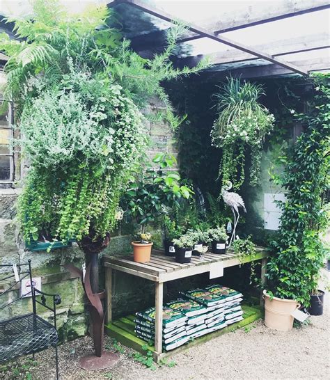 evergreen foliage hanging baskets | Hanging baskets, Plants for hanging