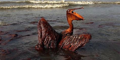 Awesome Research Five Years After The Deepwater Horizon Oil Spill