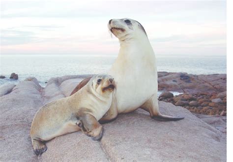 An Australian Sea Lion Adult Female And Pup 5 Months Old