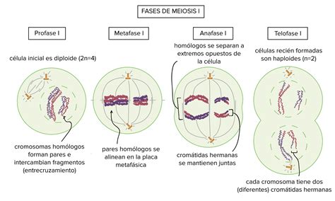 Meiosis Y Sus Fases