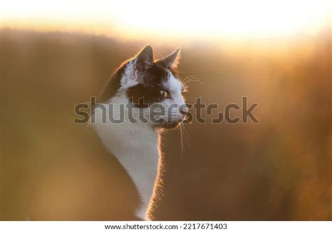 Portrait Black White Tabby Cat Front Stock Photo 2217671403 Shutterstock