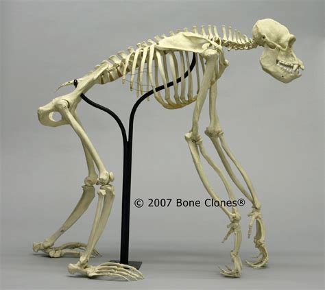 The Skeleton Of A Dog Is Standing On Its Hind Legs And Holding Its Head Up