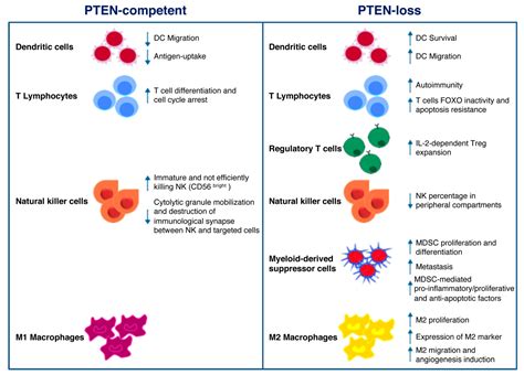 Ijms Free Full Text Pten Function At The Interface Between Cancer